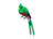 Quizzical Quetzal
